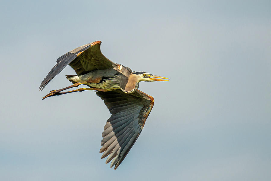 Blue Heron in flight Photograph by Paul Freidlund