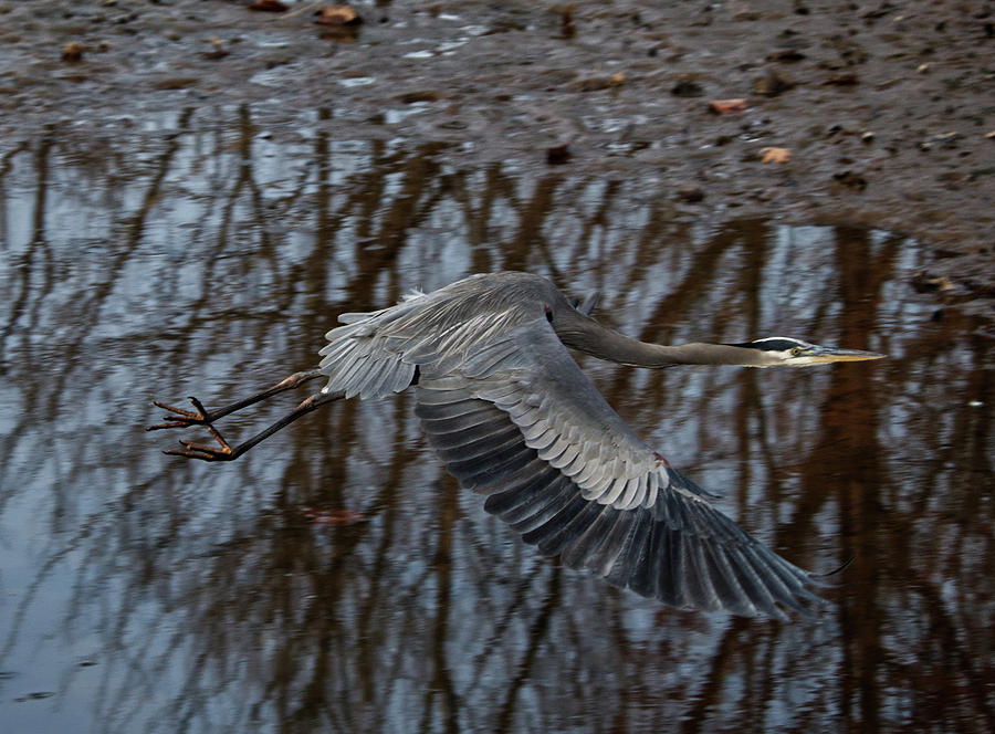 Blue Heron in flight by Paul Ross Blue Heron in flight by Paul Ross