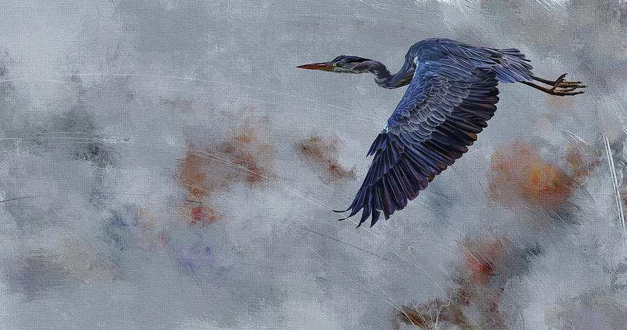 Blue Heron in Flight Digital Art by Shawn Conn