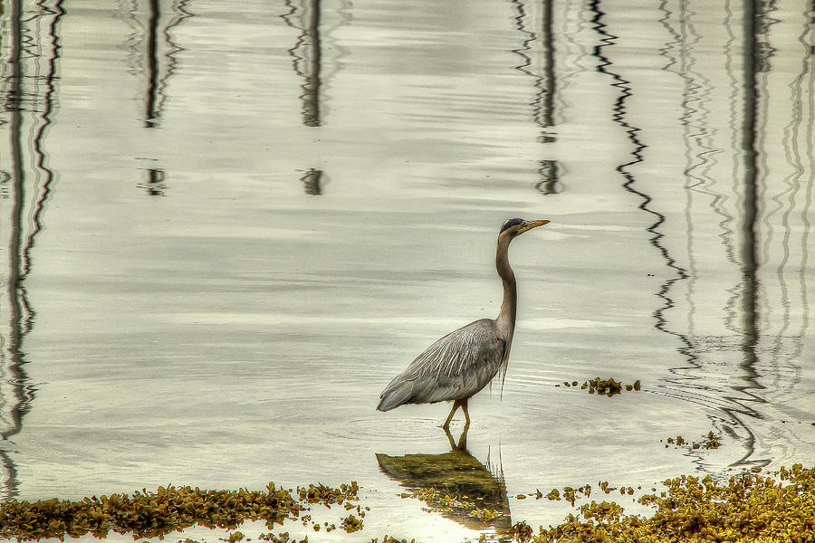 Blue Heron in Gold Light Photograph by Eden Watt Blue Heron in Gold Light Photograph by Eden Watt