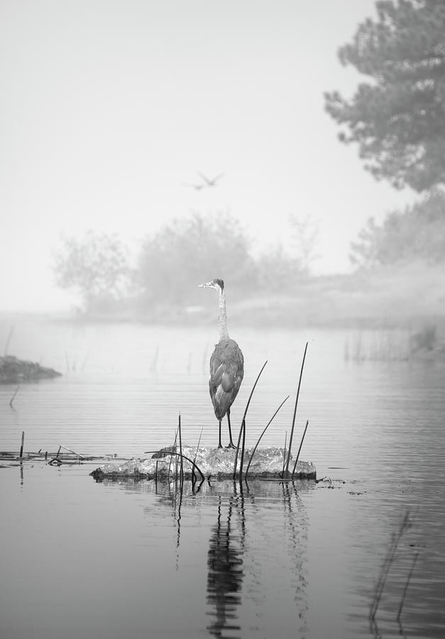 San Diego Photograph - Blue Heron in Lake Cuyamaca by William Dunigan