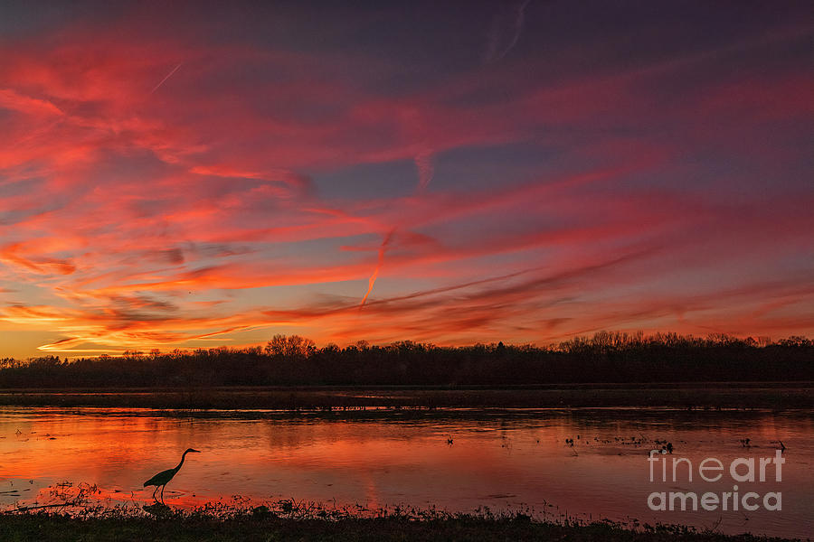 Blue Heron in Pink Sunset Photograph by Teresa Jack