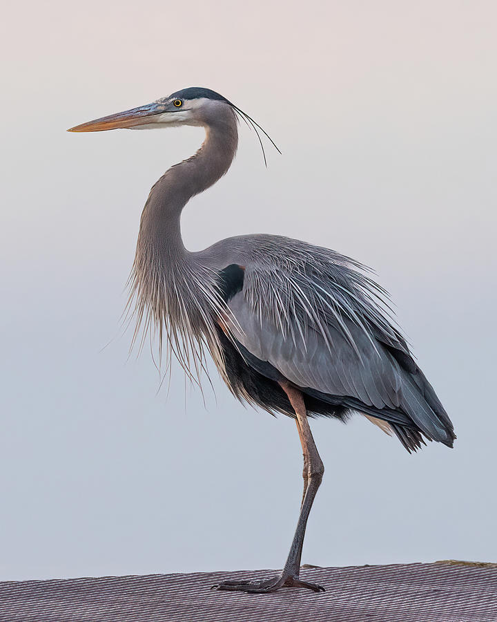 Blue Heron in Profile Photograph by James Barber