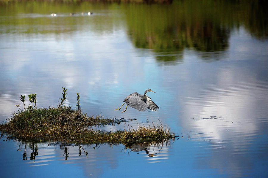 Blue Heron in Florida Photograph by Deborah Penland