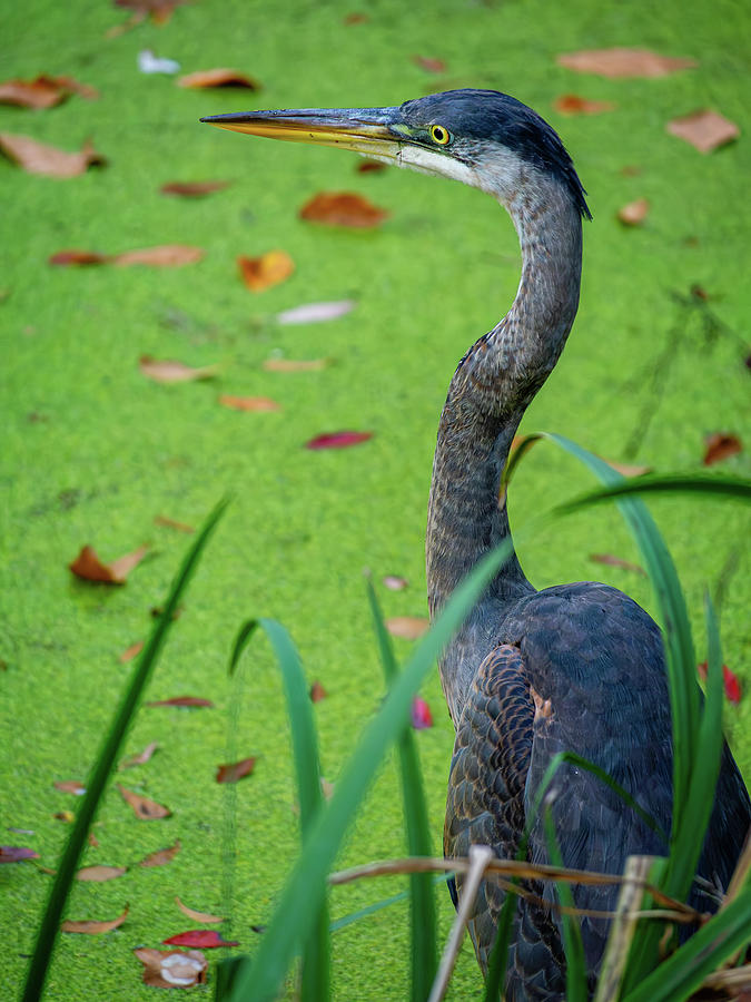 Blue Heron in the Fall Photograph by Rachel Morrison