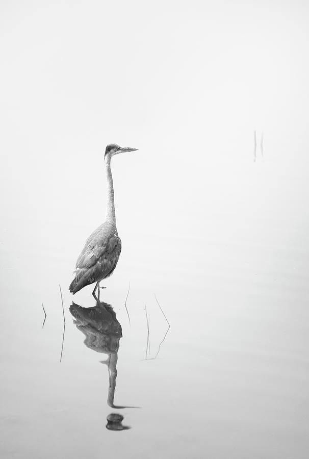 San Diego Photograph - Blue Heron in the Fog by William Dunigan