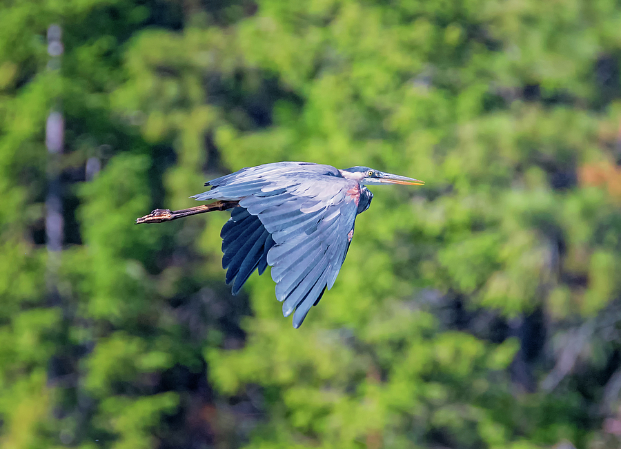 Blue Heron in the Forest Photograph by Loree Johnson
