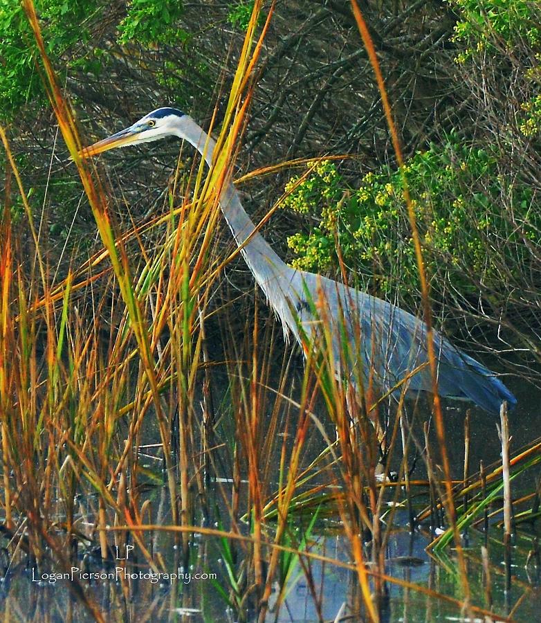 Blue Heron in the Marsh Photograph by Logan Pierson | Fine Art America