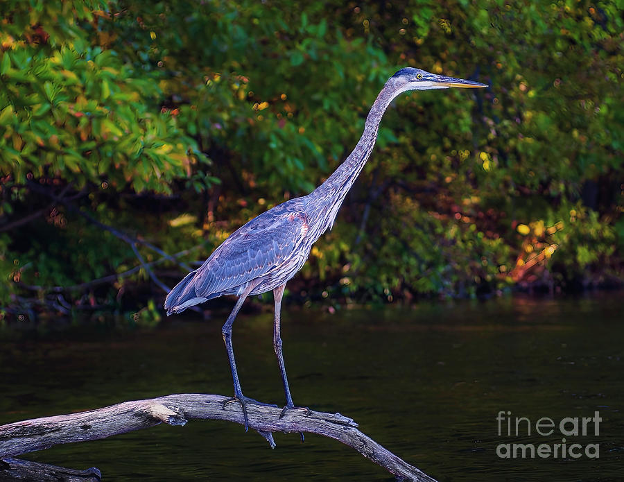 Blue Heron in the Woods Photograph by Nick Zelinsky Jr