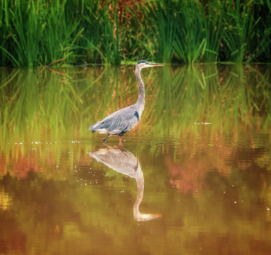 Blue Heron In Water Photograph by Dan Sproul