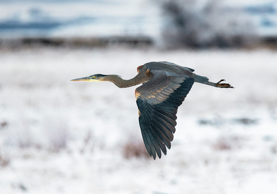 Blue Heron in Winter Photograph by Loree Johnson