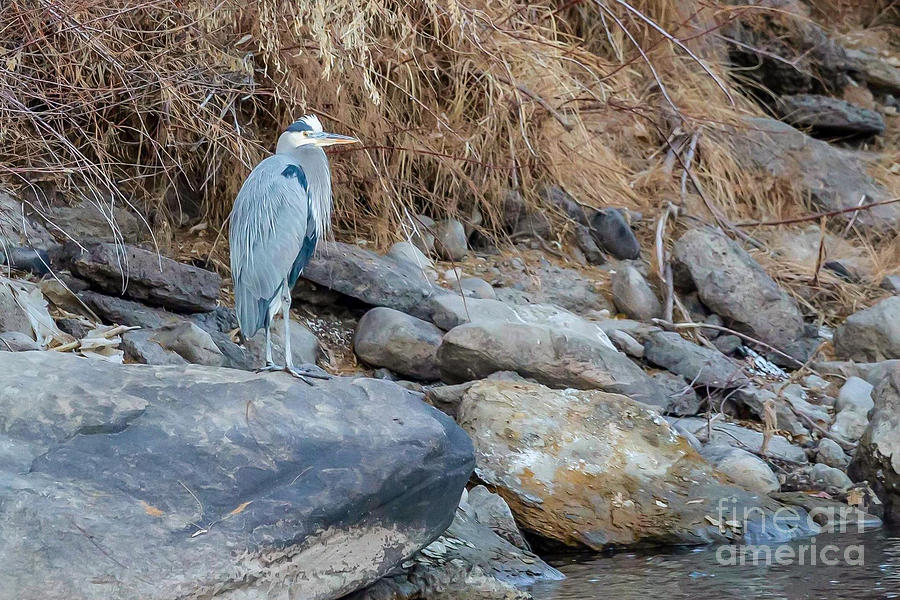 Great Blue Heron Photograph by Jaime Miller