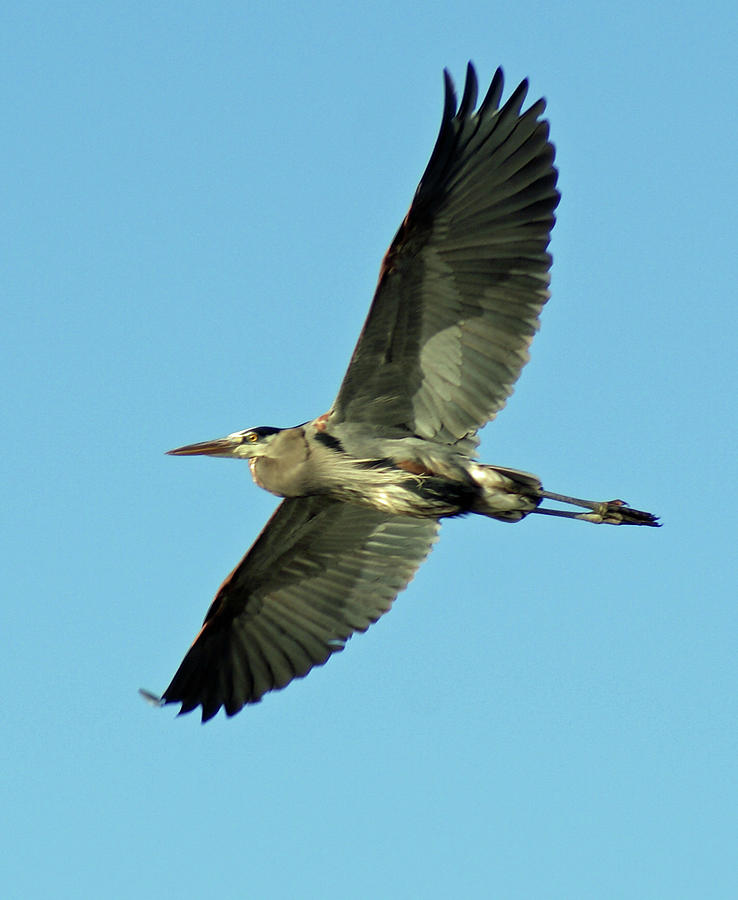 Heron Photograph - Blue Heron by Jean Haynes