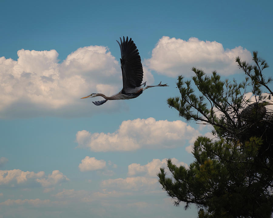 Blue Heron Leaving the Nest Photograph by Jason Fink