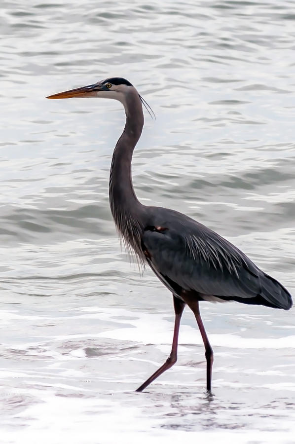 American Great Blue Heron Photograph by Lee Repass - Fine Art America