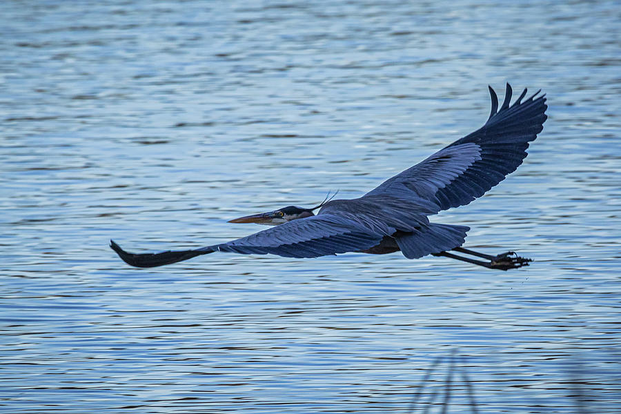 Blue Heron Photograph by Linda Unger