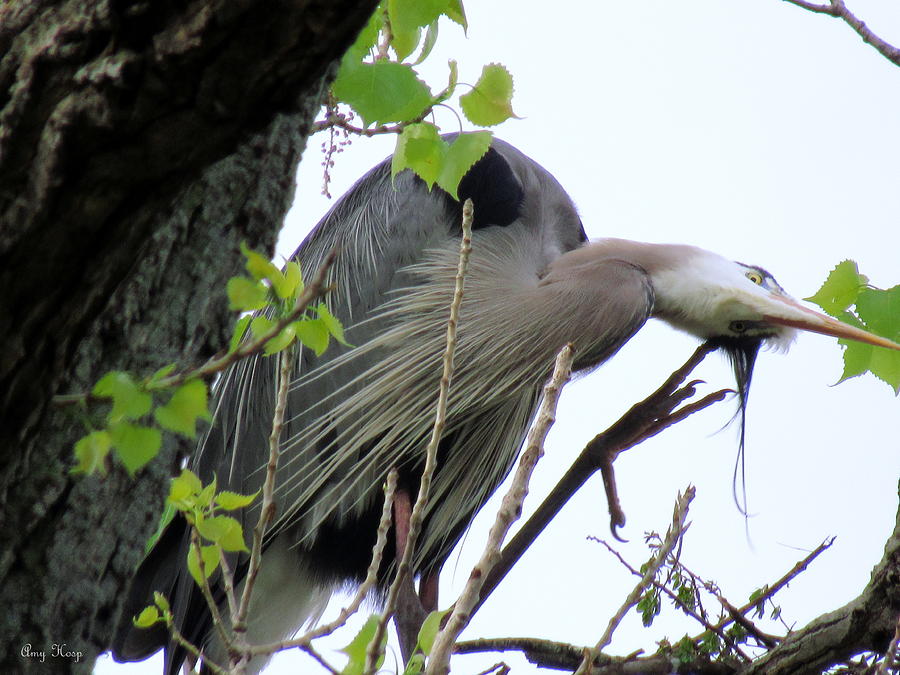 Blue Heron Scratching His Head Photograph by Amy Hosp