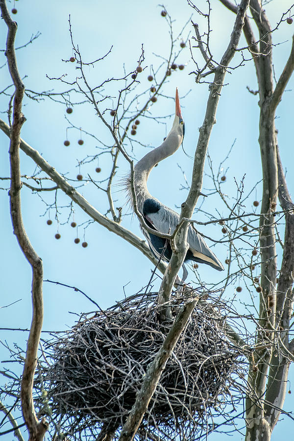 Blue Heron Looking Up Photograph by Robert J Wagner
