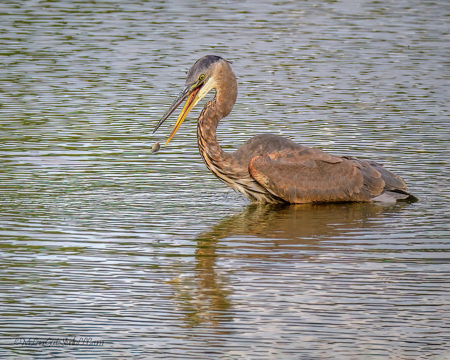 Blue Heron Lost Snack Photograph