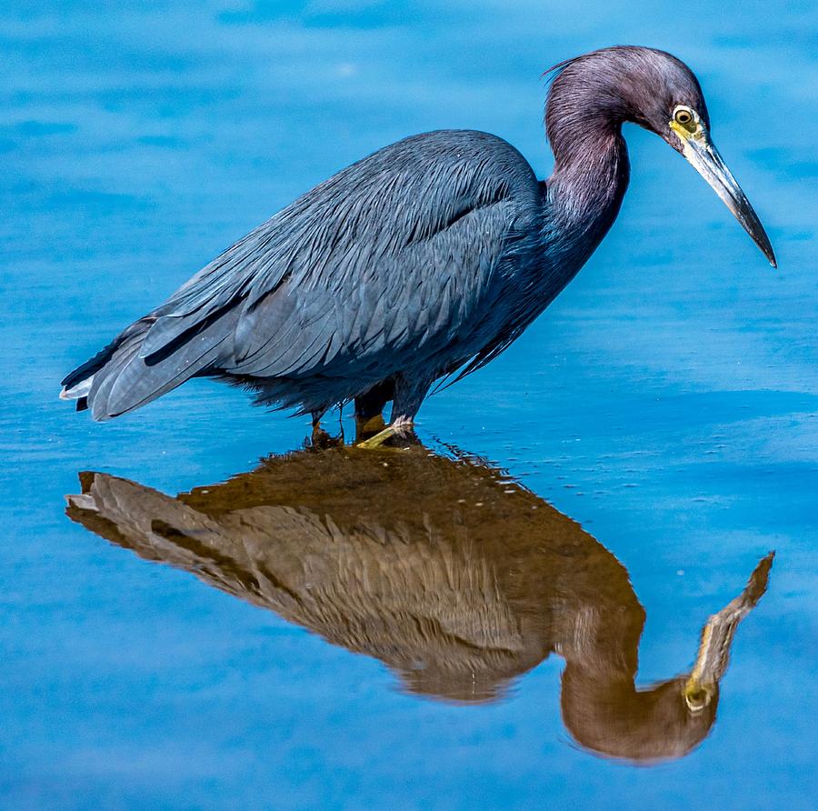 Blue Heron Mirrors Photograph by Pamela McDaniel