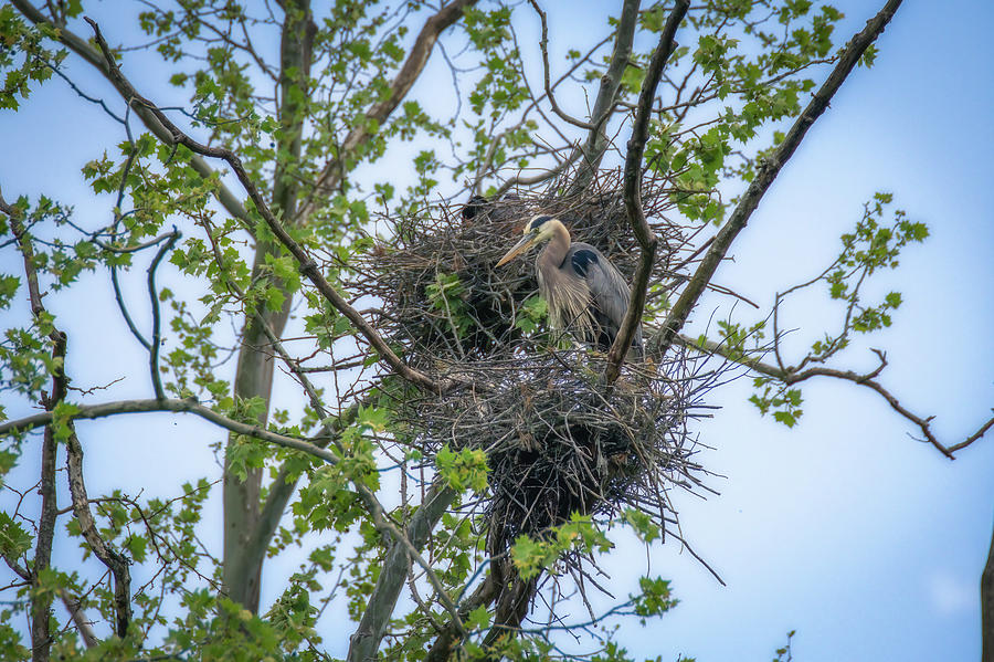 Blue Heron Nest Photograph by Robert J Wagner