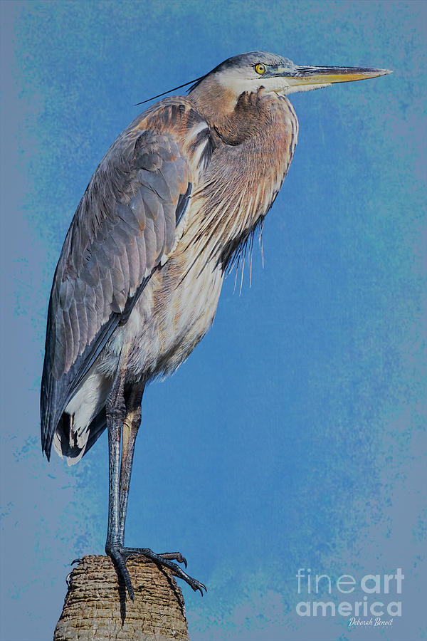 Blue Heron November Photograph by Deborah Benoit