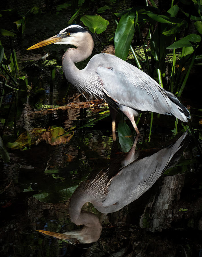Blue Heron of Corkscrew Photograph by George Harth