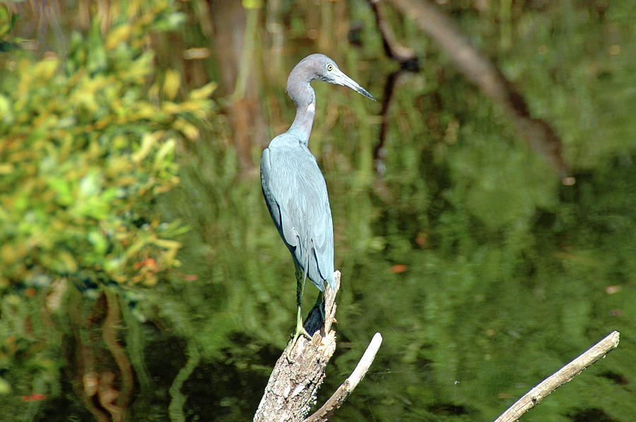 Blue Heron on a marsh stump-Hilton Head,South Carolina Photograph by ...