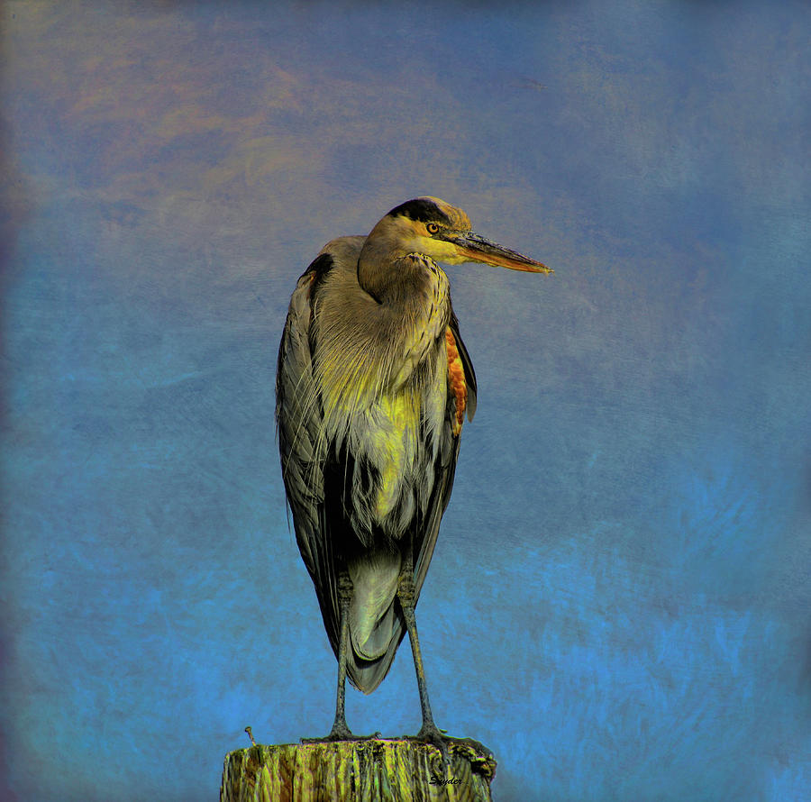 Blue Heron on a Piling  Photograph by Barbara Snyder