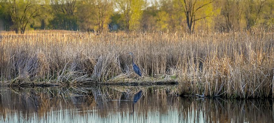 Blue Heron on a Pond Photograph by Susan Rydberg