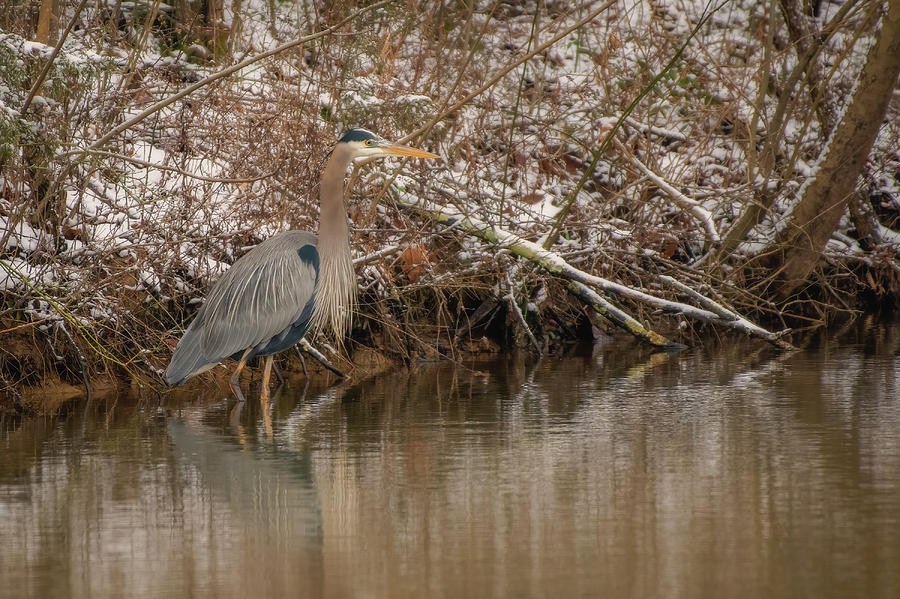 Blue Heron on a Snowy Day Photograph by Robert J Wagner