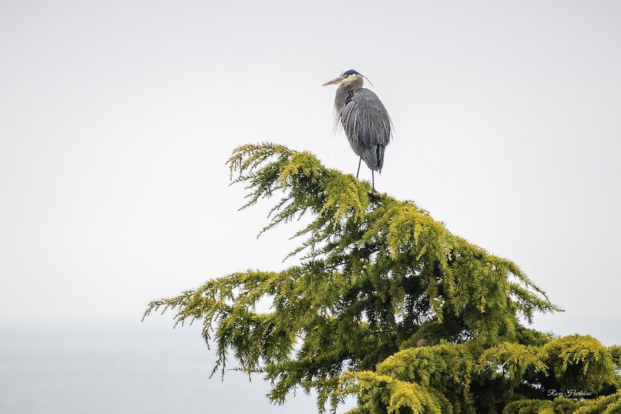 Blue Heron On a Tree Top Photograph by Roxy Hurtubise