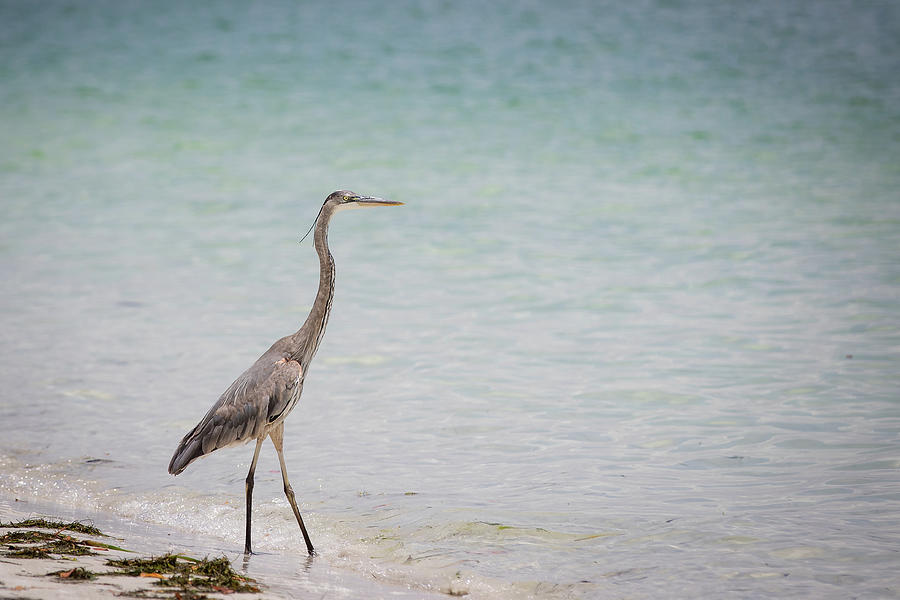 Blue Heron on Beach Patrol Photograph by Joni Eskridge