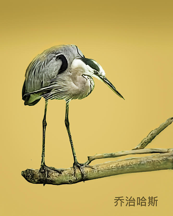 Blue Heron on Branch Mixed Media by George Harth