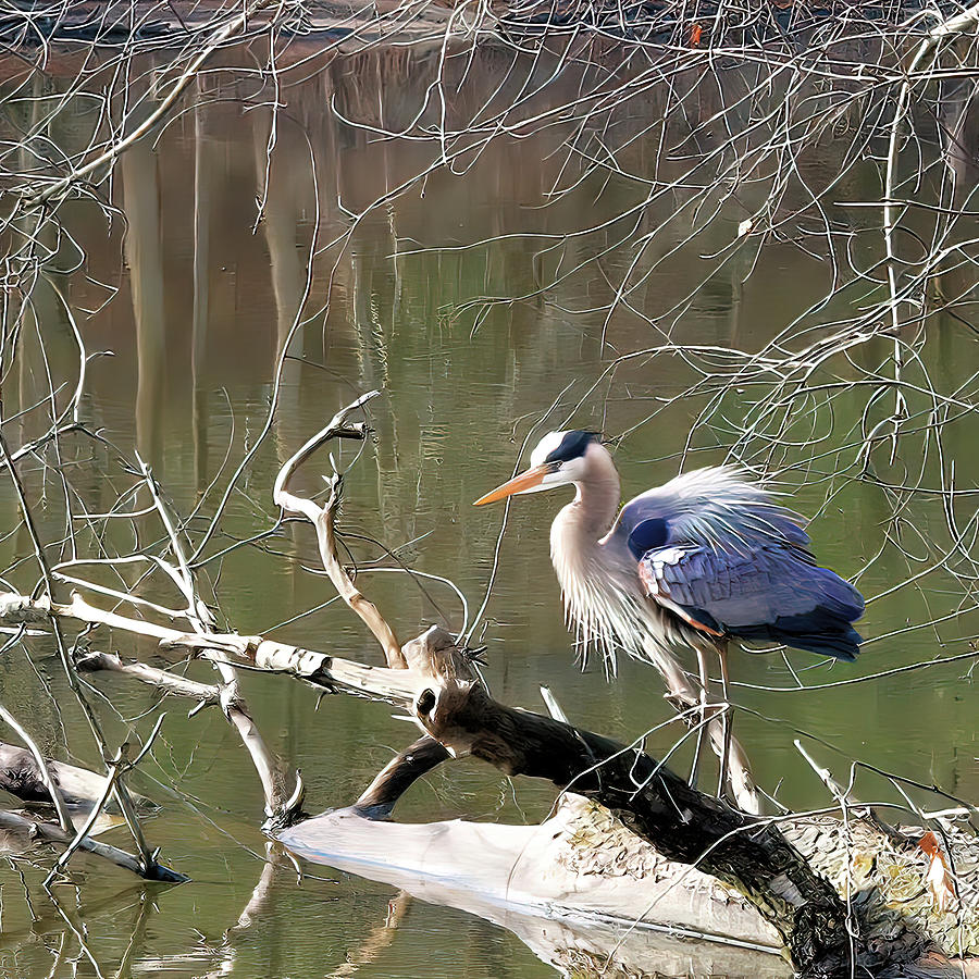 Blue Heron On Fallen Tree 2 Photograph by Daniel Beard