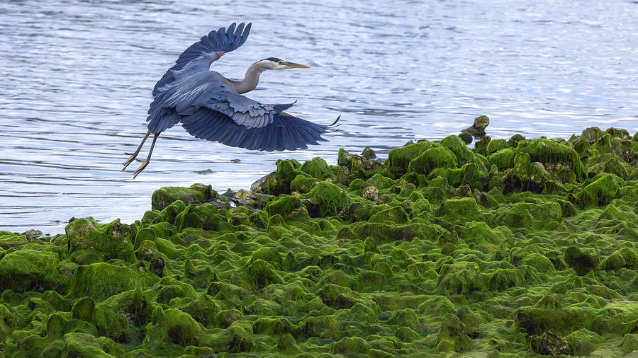 Blue Heron On Green Photograph by Wes and Dotty Weber