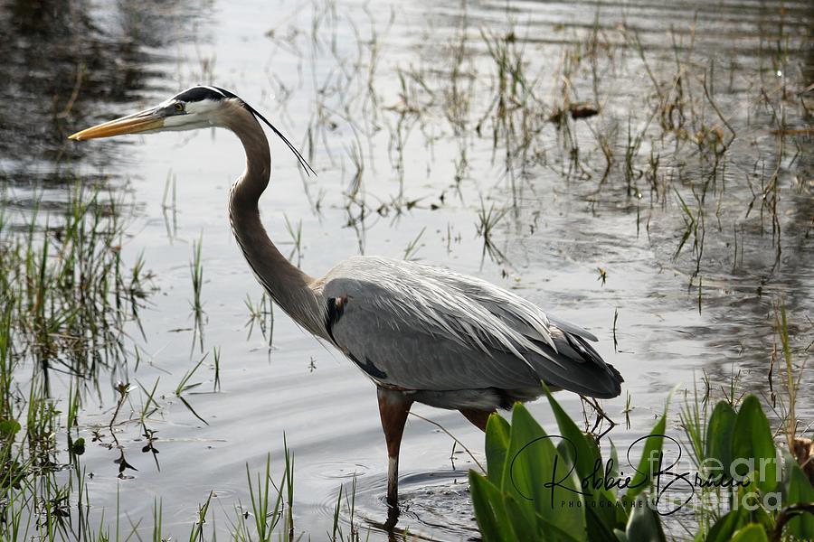 Blue Heron On Hunt For Food Photograph by Philip And Robbie Bracco