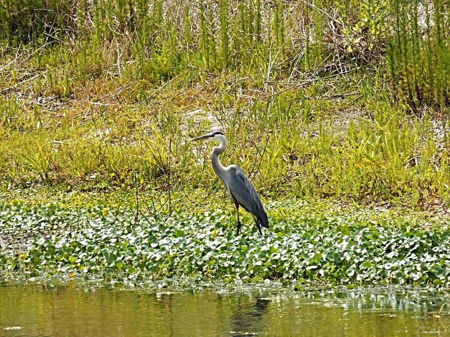 Blue Heron on Lakeshore Photograph by Julie Pappas