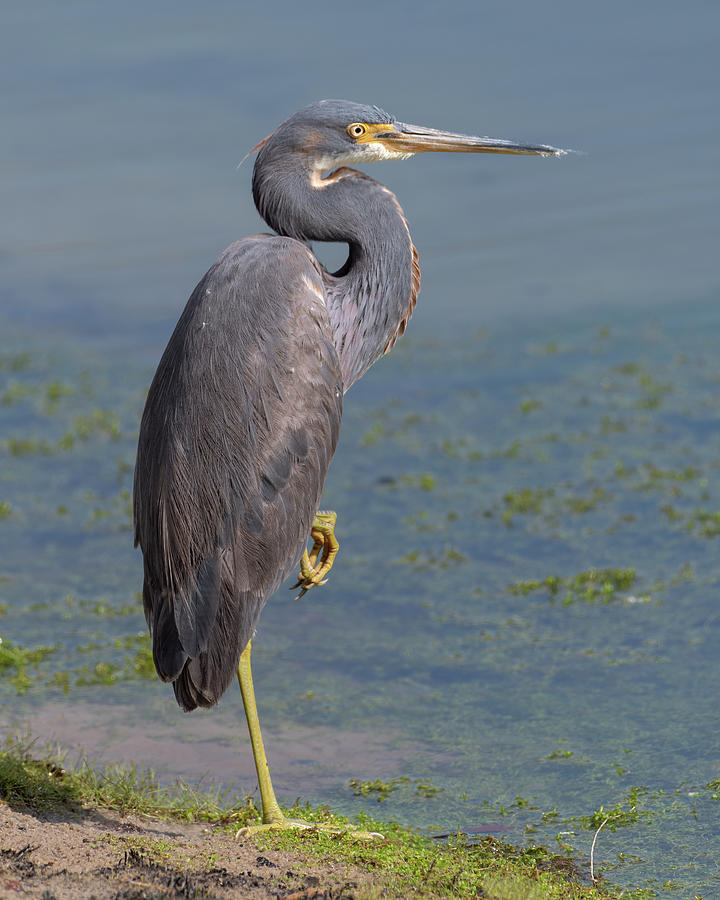 Blue Heron - On One Leg Photograph by Robert Briggs | Fine Art America