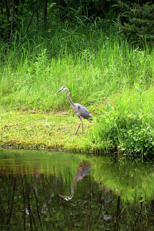 Blue Heron on Pond Reflecting Photograph by Gwen Gibson