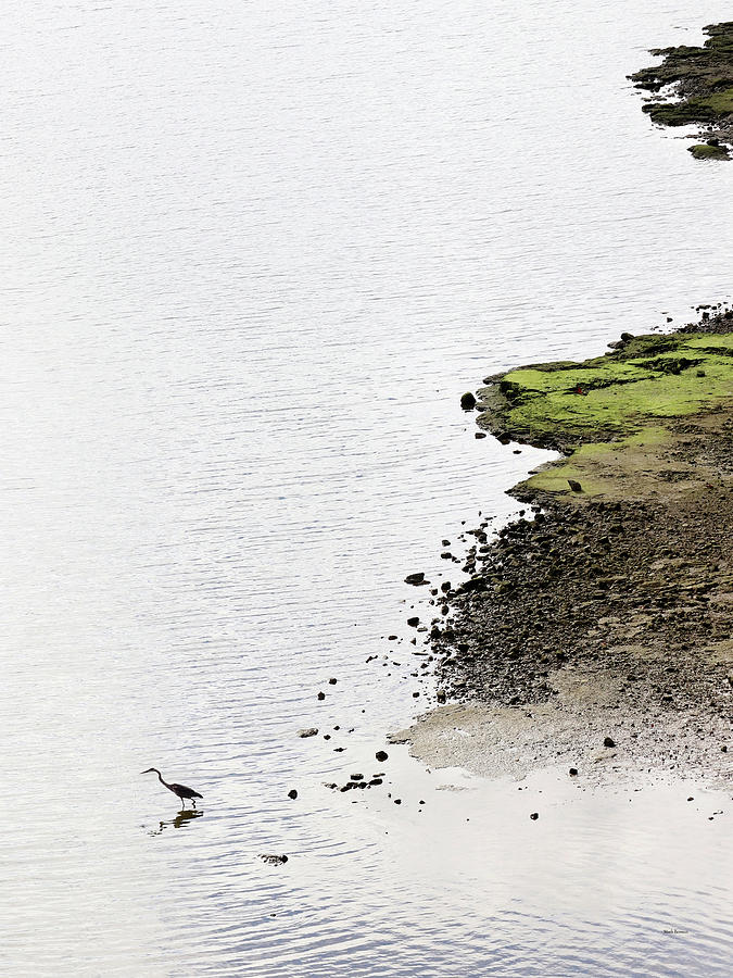 Blue Heron on Shoreline Photograph by Mark Berman