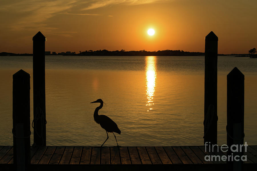 Blue Heron on the Dock at Sunset Photograph by Beachtown Views