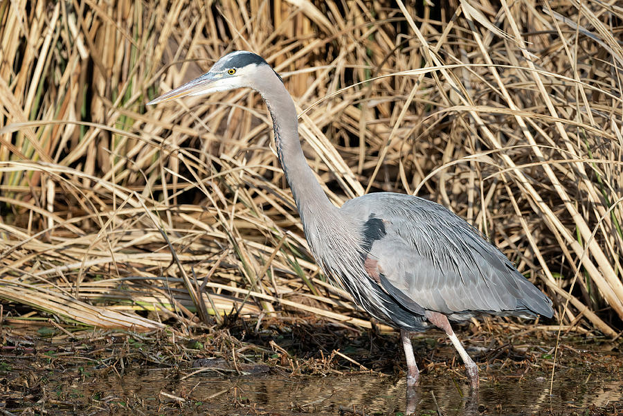 Blue Heron On The Hunt Photograph by James Barber