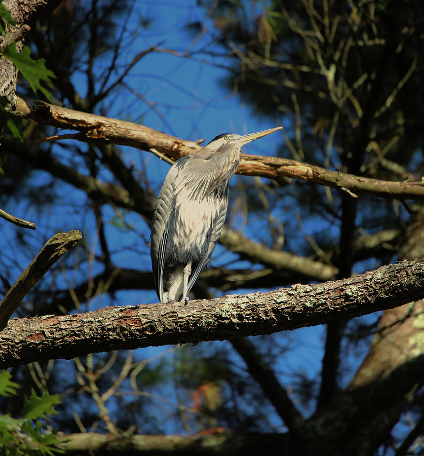 Blue Heron on The Lookout Photograph by Scott Burd