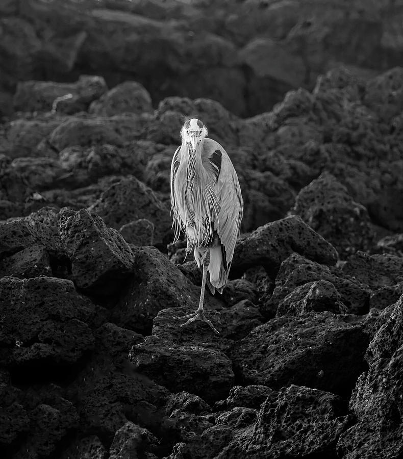 Blue Heron on Volcanic Rock Photograph by Sally Weigand