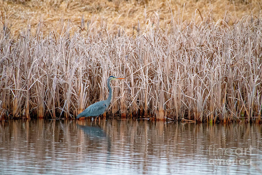 Blue Heron Photograph by Pamela Dunn-Parrish