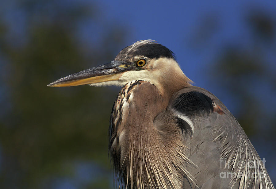 Blue Heron Portrait Photograph by Douglas Stucky