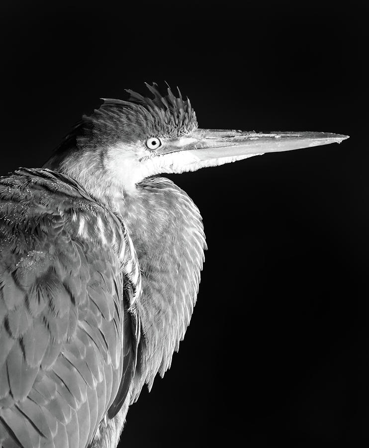 Blue Heron Portrait On Black Photograph by Dan Sproul