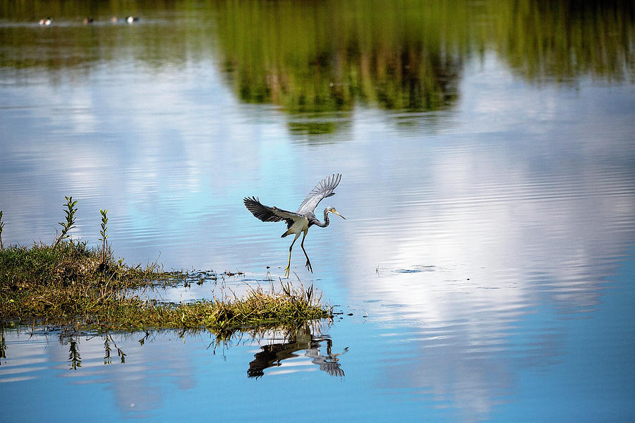 Blue Heron Ready to Fly Photograph by Deborah Penland