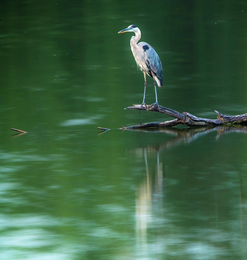 Heron Photograph - Blue Heron Reflection by Dan Sproul